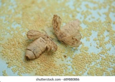 156 Silkworm Hatching Images, Stock Photos & Vectors | Shutterstock