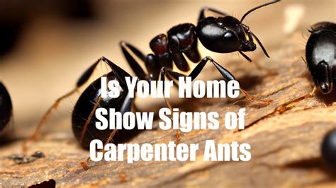 Signs Of Carpenter Ant Damage