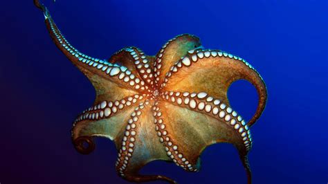 Five Armed Sea Creature Crossword Clue