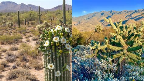 6 Facts About The Sonoran Desert - Online Field Guide