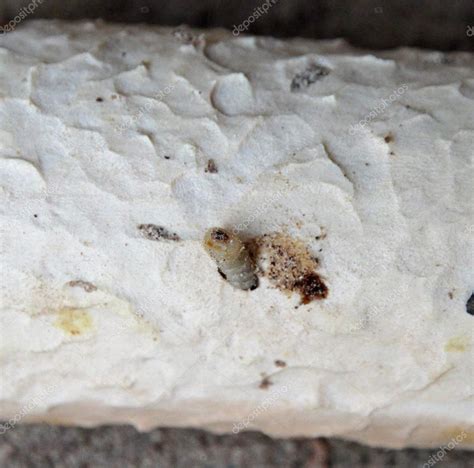 White termites and larvae of wood on the trunk of a fir tree 3 — Stock Photo © ChiccoDodiFC ...