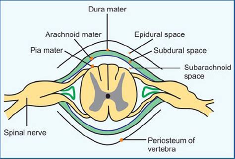 Subdural Space Spinal Cord