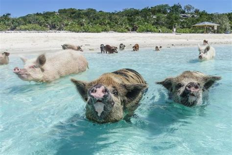 Top 25 things to do in Miami | Pig beach, Swimming pigs, Swimming pigs bahamas