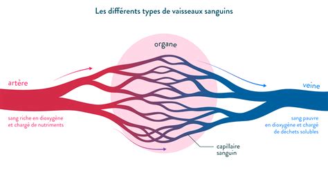 La circulation du sang et l'élimination des déchets : cours de 5eme