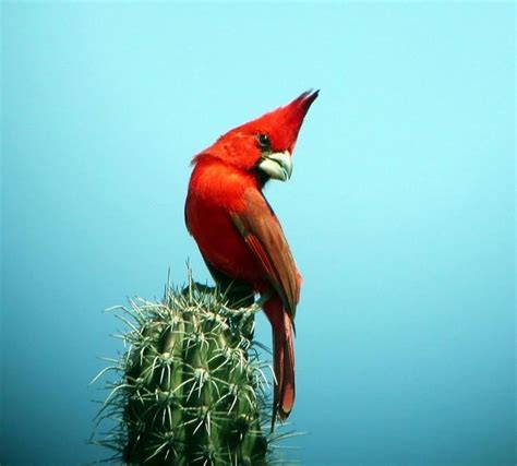 Vermilion cardinal - Alchetron, The Free Social Encyclopedia