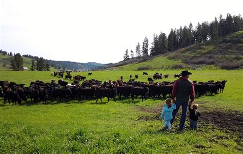 The Cattle are Here! | The Montana Ranch Adventure