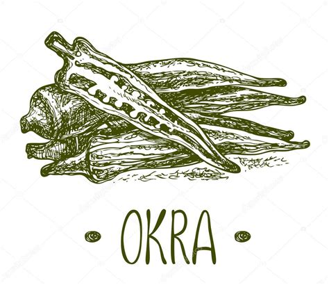 Okra. Vector hand drawn graphic illustration. Sketchy style. ⬇ Vector Image by © ollagraphics ...