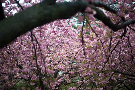 Where to Find Kwanzan Cherry Blossoms Near the Tidal Basin