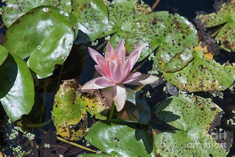 Nymphaeaceae - Water Lilies Flowering Plants Photograph by Dale Powell ...