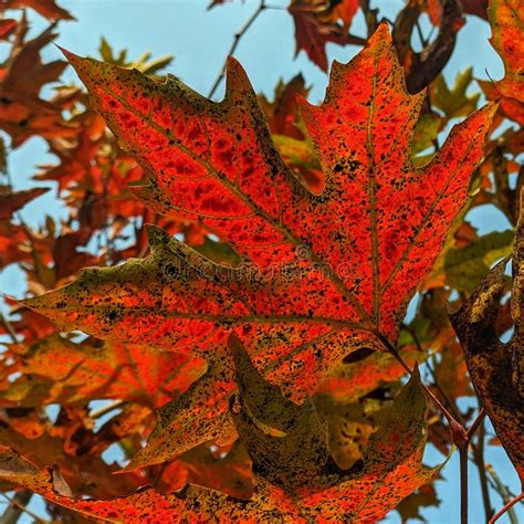 Red Leaves of a Chinar Tree in Autumn Season of Kashmir Stock Photo - Image of maple, sunlight ...