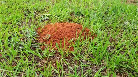 Fire Ant Control Near Me: Organic Fire Ant Treatment for Yard & Lawns