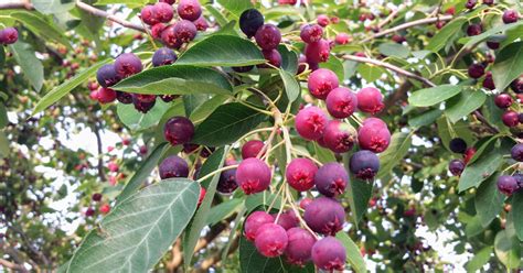 Foraging for Wild Edible Plants - Early Summer Edition withfriends