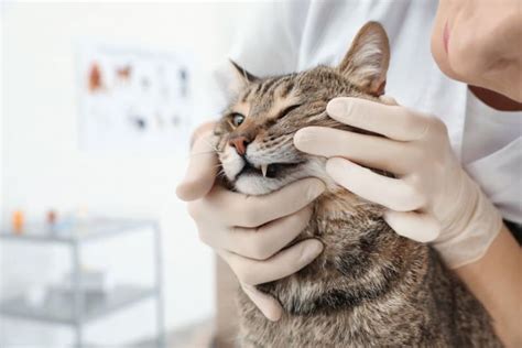 Gingivitis in Cats - Symptoms, Causes & Treatments