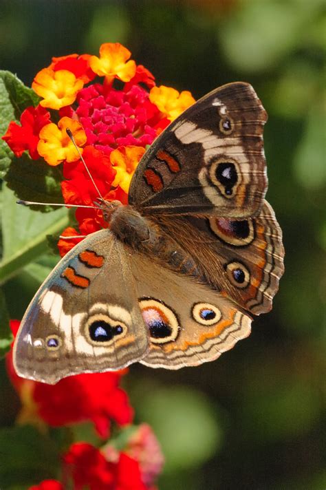 Buckeye Butterfly Pictures