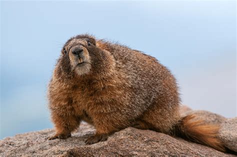 Yellow-Bellied Marmot | Sean Crane Photography