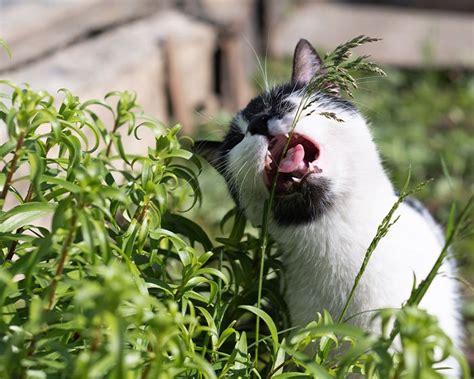 Kucing Makan Rumput: Kok Tingkah Lakunya Unik Sekali Ya!