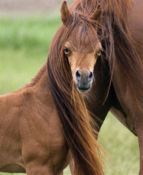 Chestnut Arabian Filly | Mares & Foals | Pinterest