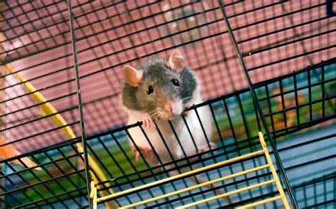 The 15 Best Cage for Mice: Reviews & Guide 2022 - My Life Pets