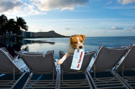 Pet Friendly Hotels Your Dog Will Love