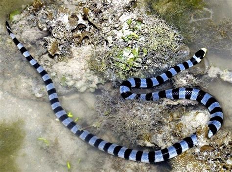 Belcher’s Sea Snake – "OCEAN TREASURES" Memorial Library