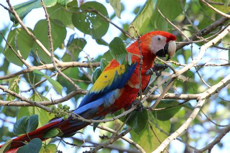 Scarlet Macaw Reintroduction | Wild Sun Rescue