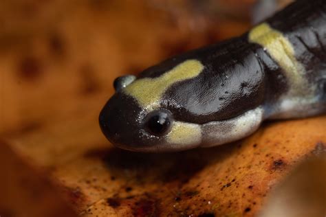 Ringed Salamander (St. Louis Co, MO) : r/herpetology