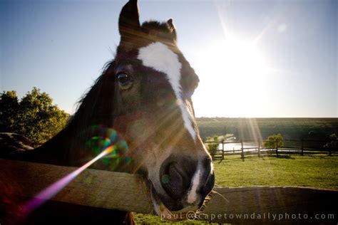 Sunset horse | Cape Town Daily Photo