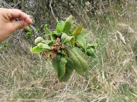 Hawaii Invasive Species Council | IMG_7168