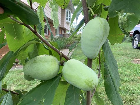 Pawpaw Varieties - General Fruit Growing - Growing Fruit