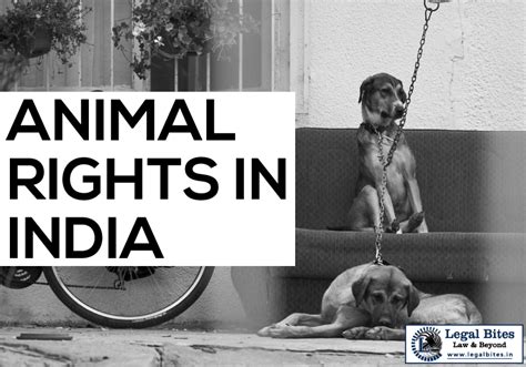 Animal Rights in India: An Overview