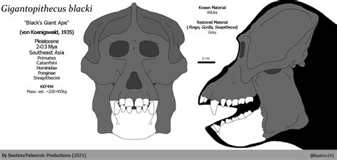 ArtStation - Skeletal Reconstruction- Gigantopithecus blacki