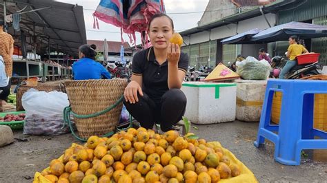 Harvest Chicken Egg ( lekima ) fruit Goes to the market sell - Ly Thi Tieng - YouTube