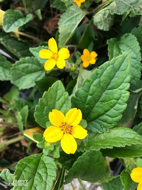 Shade-Loving Perennial Flowers: 15 Beautiful Choices for Your Garden