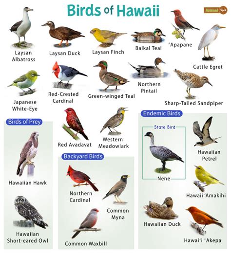 List of the Common Birds of Hawaii – Facts with Pictures