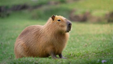 Premium AI Image | Capybara in the nature habitat wildlife beauty