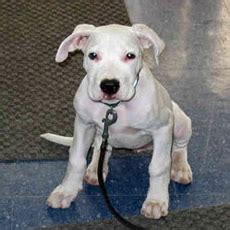 Dogo Argentino · Hunting Dogs - Dogs Breeds