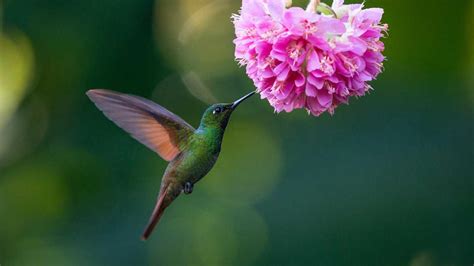 What do hummingbirds eat? – their diet explained, plus tips on providing food in your yard