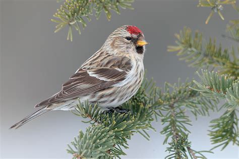 A Common Redpoll in my Sweet Gum Tree | backyardsfornature.org