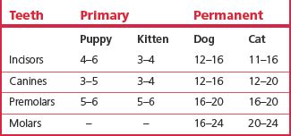 Dog Teeth Eruption Chart