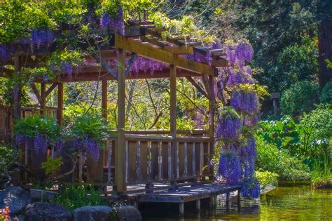 Hakone Japanese Garden Saratoga – Beautiful Flower Arrangements and ...