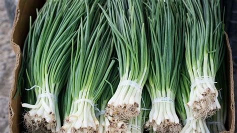 How To Harvest Chives - 4 Easy Steps