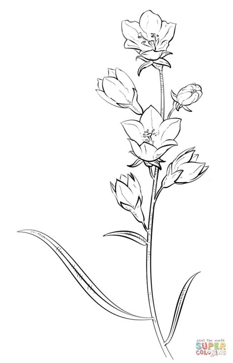 Larkspur Drawing at GetDrawings | Free download