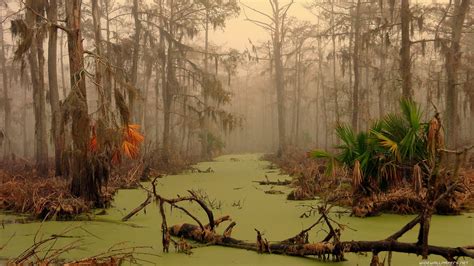 Bare trees, swamp, landscape, trees, water HD wallpaper | Wallpaper Flare