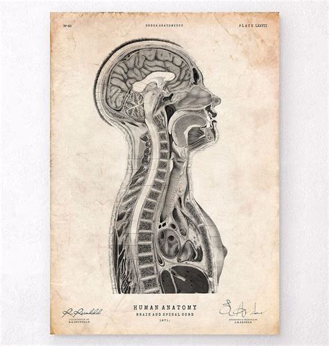 Brain anatomy poster - Anatomy Art - Codex Anatomicus