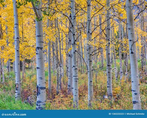 A Grove of Aspen Trees with Fall Colors Near Aspen, Colorado. Stock Image - Image of aspen ...