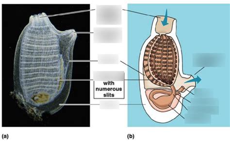 Tunicate anatomy Diagram | Quizlet