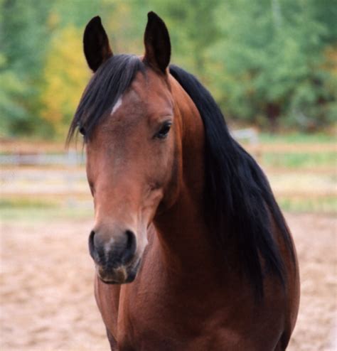 Horse Facts and Equestrian Information | hubpages