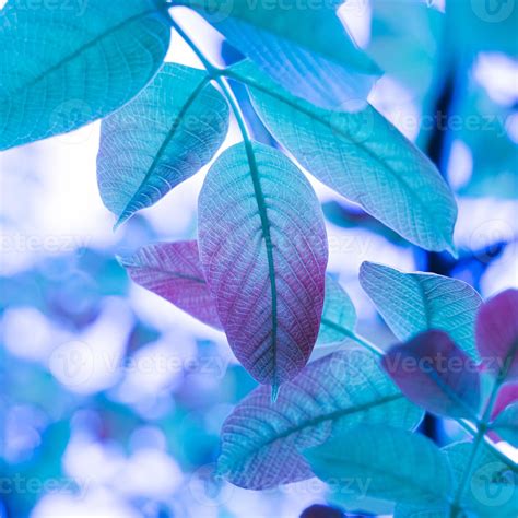 blue tree leaves in autumn season, blue background 15129009 Stock Photo ...