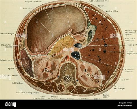 Incisura hi-res stock photography and images - Alamy