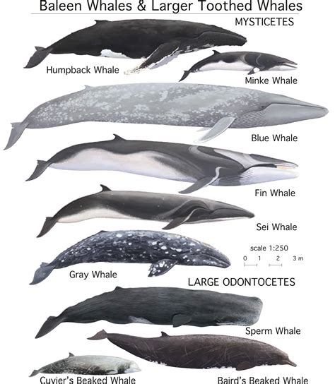 How Many Types Of Whales Are There | Melissa Media